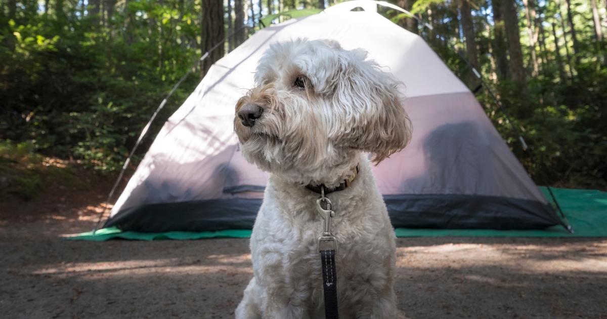 Tips and Tricks for Camping With Your Dog
